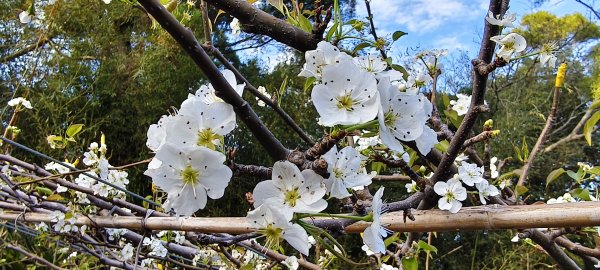 2026/02/15-后里觀音山+鳳凰山3005069