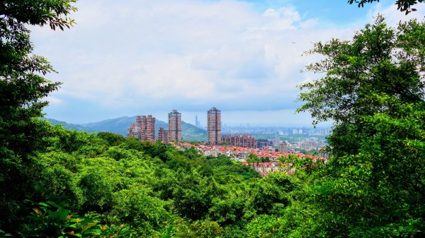 點亮初夏的綠光3085888