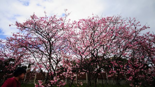 樂活公園櫻花2016492