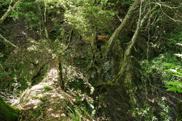 新竹 五峰 油羅山、霞山2798268