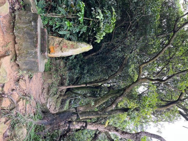 20230422_大棟山+三角頂浦山（新北小百岳）2762306