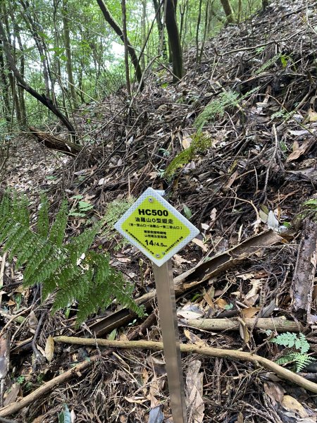 20250713-Ep.09油羅山步道-2025森遊竹縣皮皮獅探險隊2851892