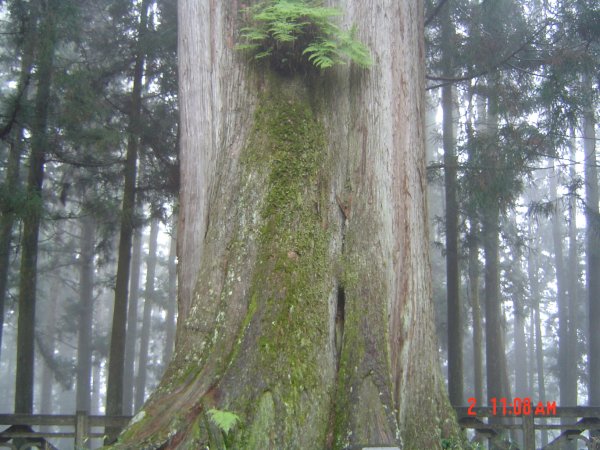 2008 May 阿里山步道584664