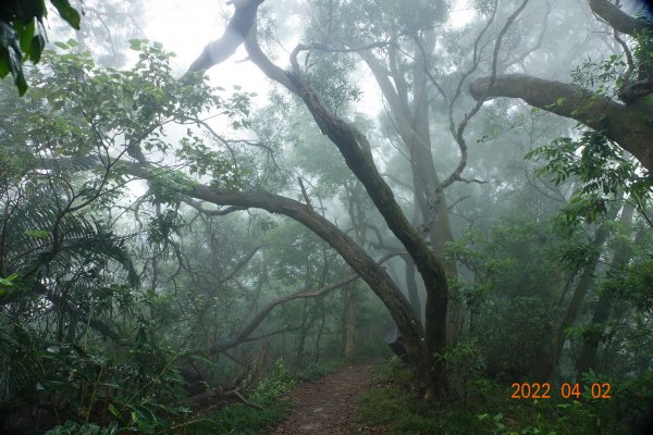 臺南 南化 王爺崙山1664028