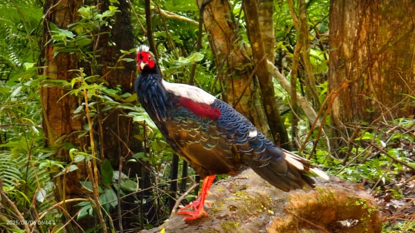 #新店四十份 #翡翠水庫壩頂 #夜景 #曙光 #雲海 #雲瀑 #藍腹鷴 8/62852937