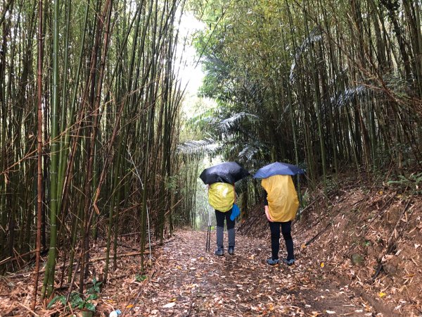 樟之細路E段 (出雲古道+出關雲崠段)726437