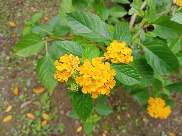春暖花開的內湖文德三號公園、瑞陽公園、大港墘公園【齊心鞋力向前走】2025368