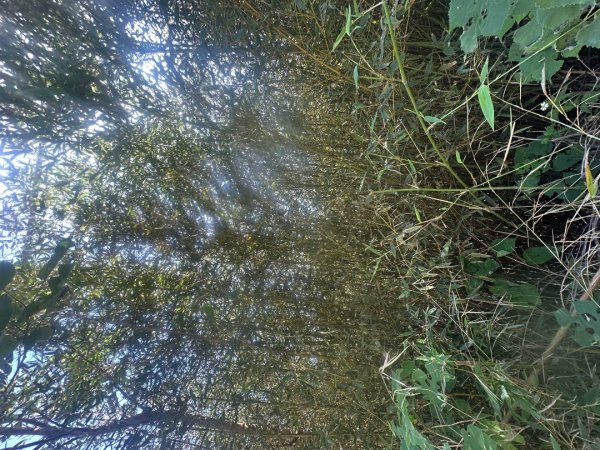 苗栗西湖-柚子山步道2615563