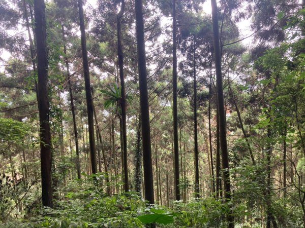 五指山登山步道2293196