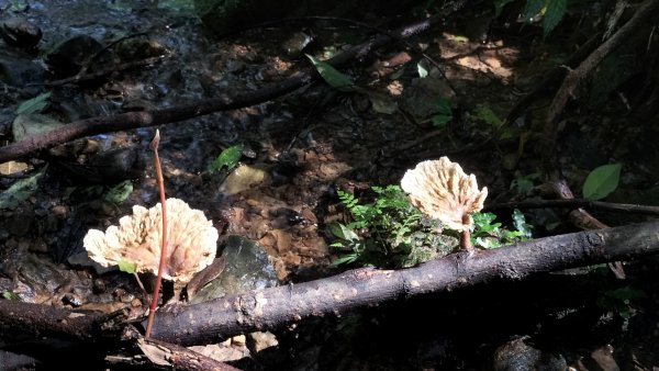 烏來大桶山麓茶園2534207