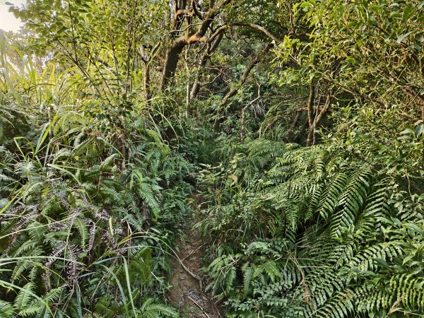 [百山百鳥尋旅-13/15] 2025_0929 圓覺寺步道2900801