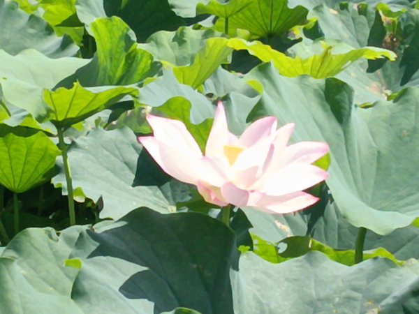 雙溪區彎穹夏日荷影2806551