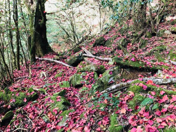 1081130木馬古道