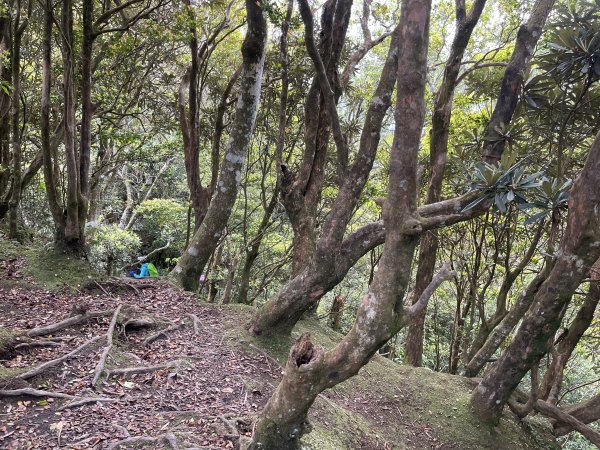 志繼山-東眼山-拉卡山-東滿步道-卡外山1706031