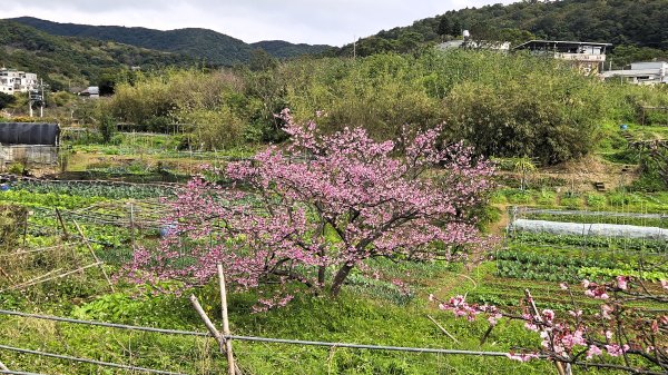 即將春季的百花齊放鵝尾山串行古圳道及平菁街42巷賞櫻健行O型走2988696