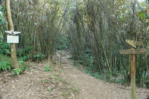 桃園 大溪 新溪洲山、溪洲山、林嵩壽山、內湳溝山、頭寮山3006212