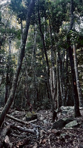 🌈11/15（六）松鶴上八仙山下森林遊樂區✨FB：熊熊趴爬走🌈2937645