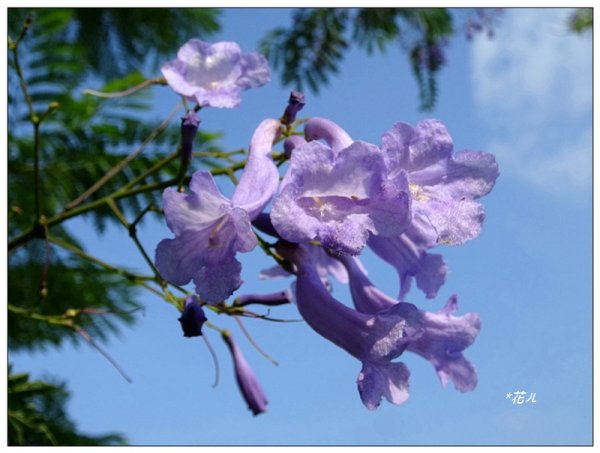 藍花楹花開1693103