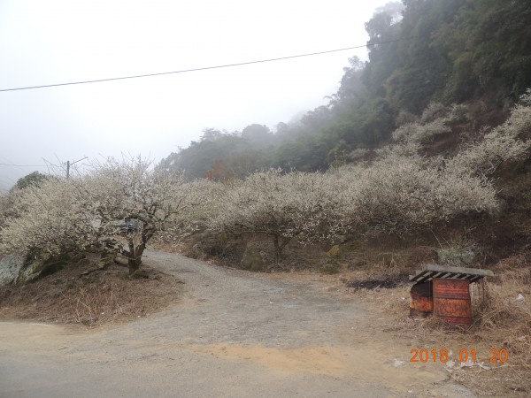 隆田產業道路登鳳凰山253577