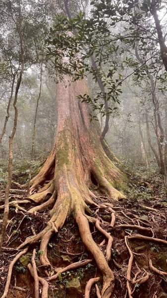 🌈12/28（日）北得拉曼神木+內鳥嘴山✨FB：熊熊趴爬走🌈2971270