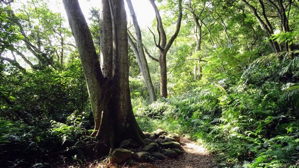 頂福巖森林步道(林口森林步道)2283320