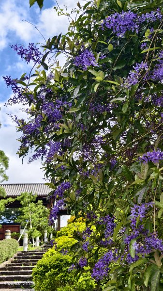 #緣道觀音廟 #北海福座 #萬代福 #黃花風鈴木 #錫葉藤 #青帶鳳蝶 #昭和櫻 #吉野櫻 3/123014060