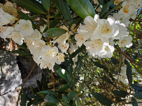 鳶嘴山杜鵑盛開2770224