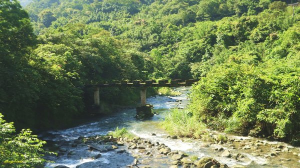 【淡蘭中路】翻山越嶺的茶商之道981239