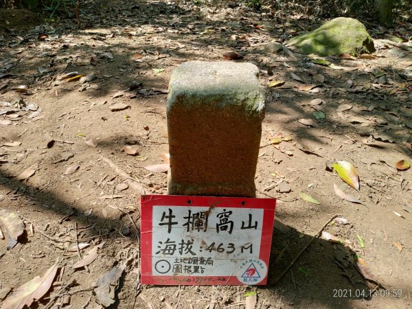 [新竹芎林]飛鳳山~芎蕉窩山...大板根1348050