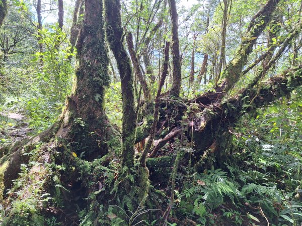 礁溪烘爐地山202509282900327