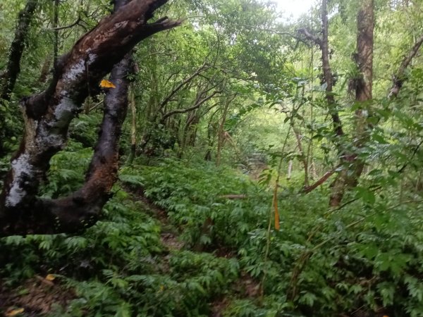平溪區平溪子山遇雷雨O型2850157