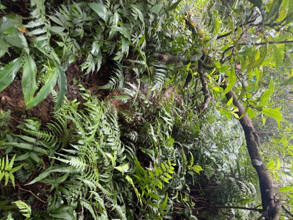 頭城火車站-頭圍山-礁水坑山南峰-礁水坑山-鶯子嶺2867056