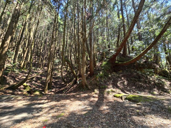 卓社大山〔武界栗栖溪登山口起登〕2748507