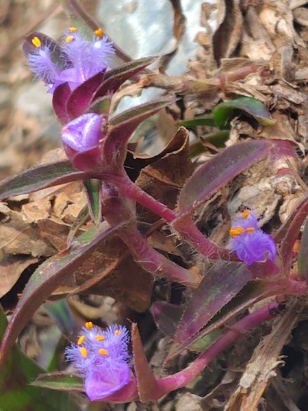 多納六秀 足母山 鬼斧神工一線天 德德山2953041