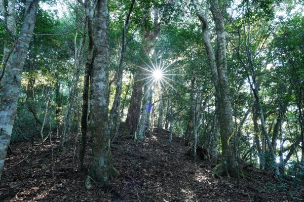 新竹 尖石 芝生毛臺山、虎禮山2903151