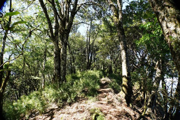 新竹 尖石 屯野生台山、石麻達山、錦屏山2904285