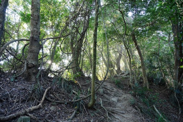 臺中 和平 白毛山、次郎山2670920