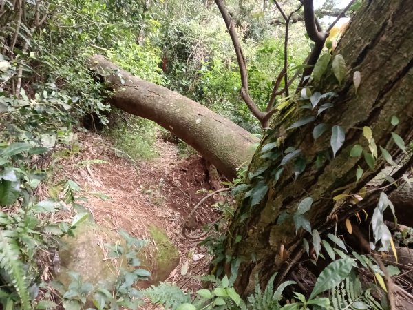 北投區大屯山西南南峰+西南峰+大屯山西峰+太子碑+清天宮步道O型2957150