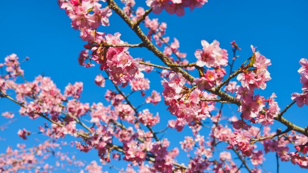 【台灣健行】春艷 • 寶山二集團2698544