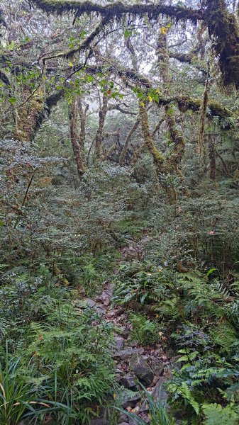 棲松縱走未竟2918388