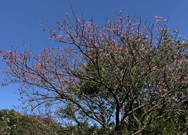 二格山走南邦寮山經草湳福德宮回二格公園3005866