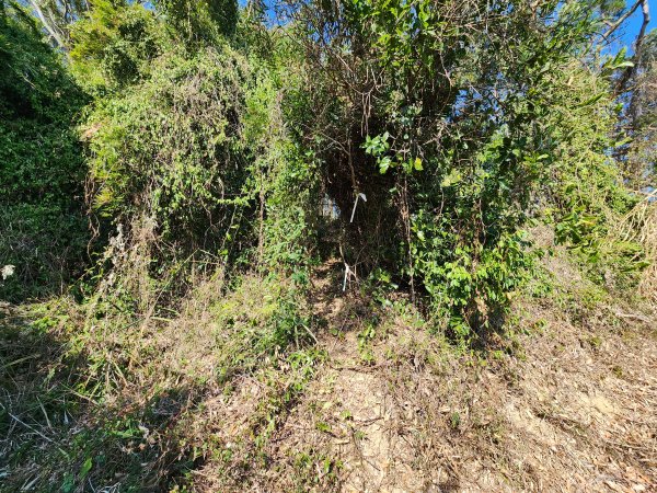 20250114石井山、榴子坑山、後脊山、龍頂山2728591