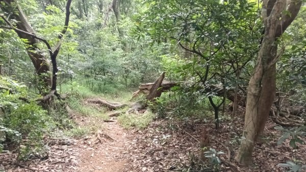 三芝區竿尾崙古道-竿尾崙-清涼崙-大屯溪古道O型3095657