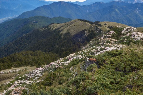 合歡北峰百岳點名(由松雪樓步行至北峰登山口)1385937