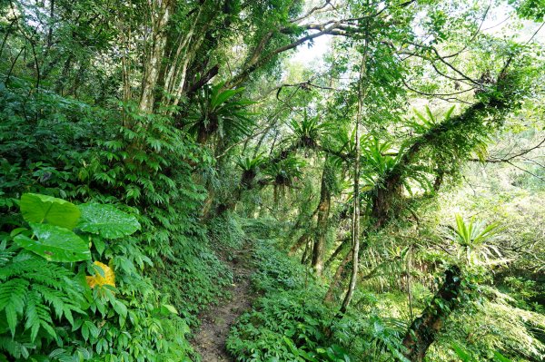 新北 石碇 西帽子岩、炙子頭山、溪邊寮山2551952