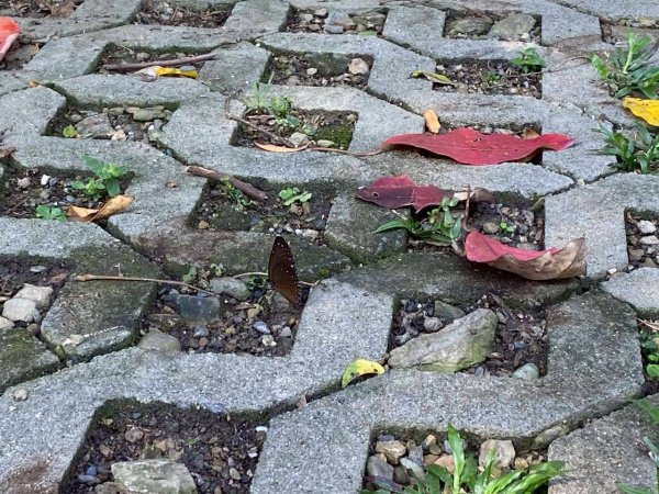 🌈3/7（六）茂林紫斑蝶×龍頭山小長城×多納部落✨FB：熊熊趴爬走🌈3011524