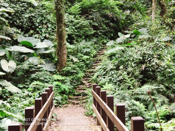 五指山五連峰純路況530486