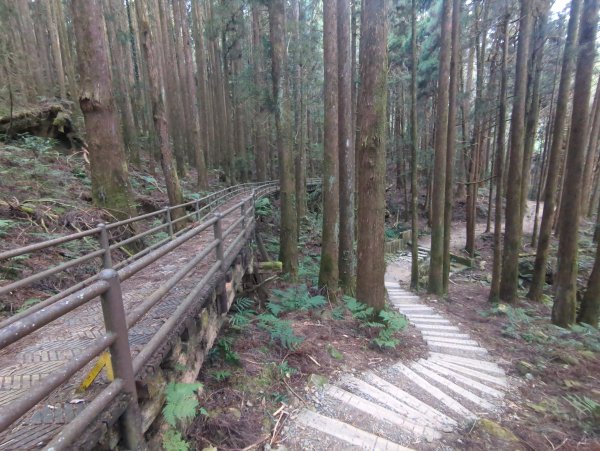 2026.02.14－特富野古道3013711
