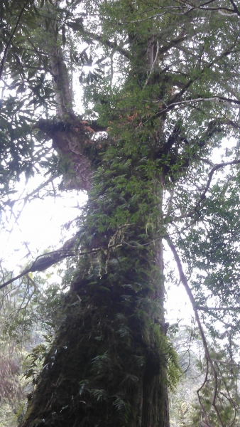 司馬庫斯神木91213