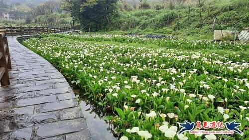 【台北市】湖山綠地水仙·竹子湖海芋·十八挖圳道墨染櫻